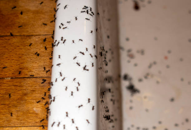 Best Pest Inspection Near Me  in Ash Grove, MO