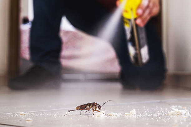 Best Bed Bug Extermination  in Ash Grove, MO